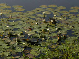 Image of waterlily