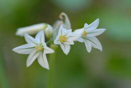 Image of Threecorner leek