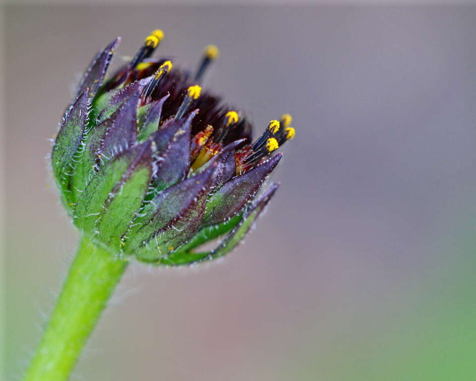 Image of Rayless Sunflower