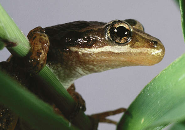 Image of Boreal Chorus Frog