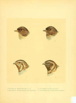 Image of Brambling