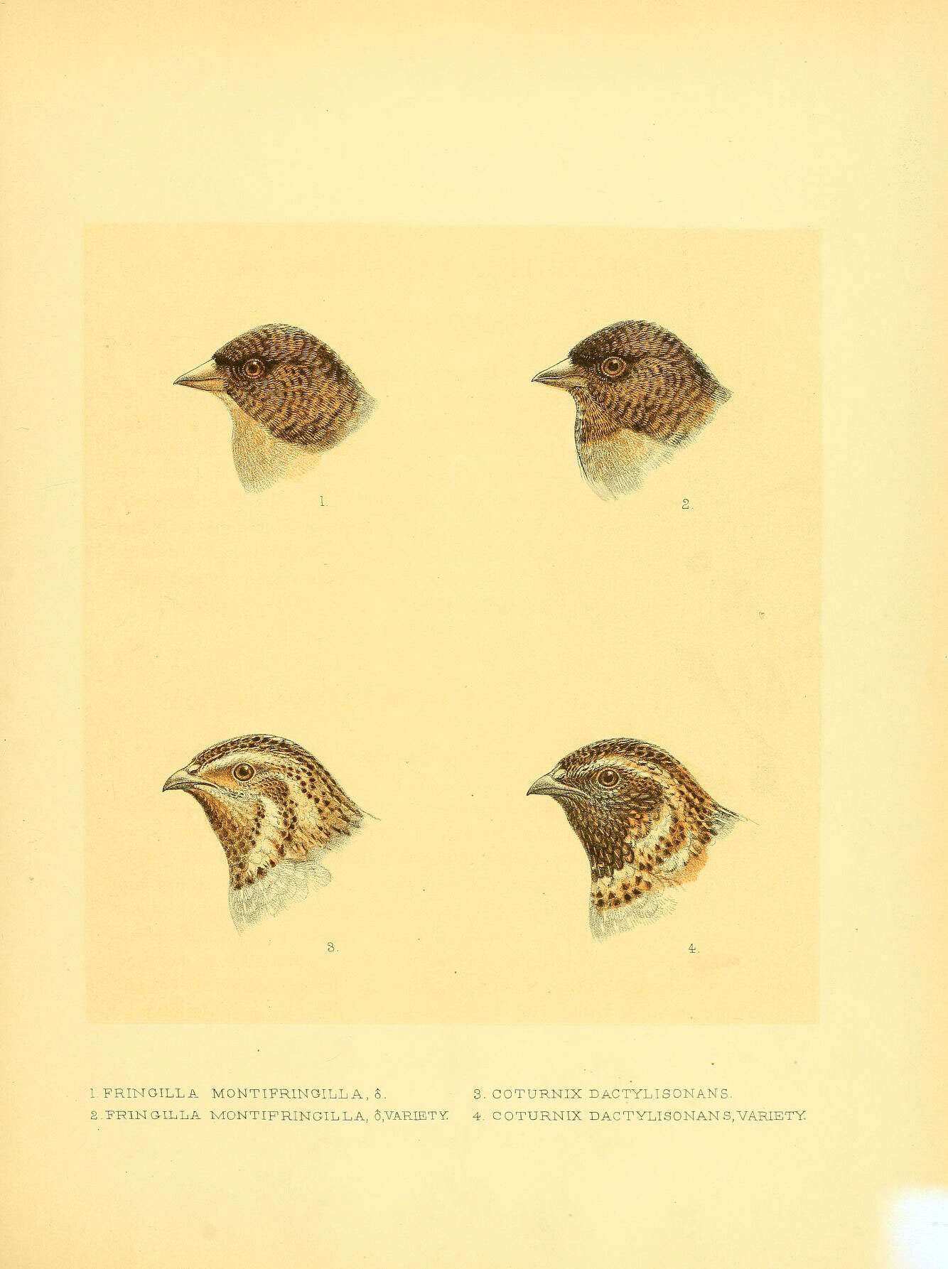 Image of Fringilla Linnaeus 1758