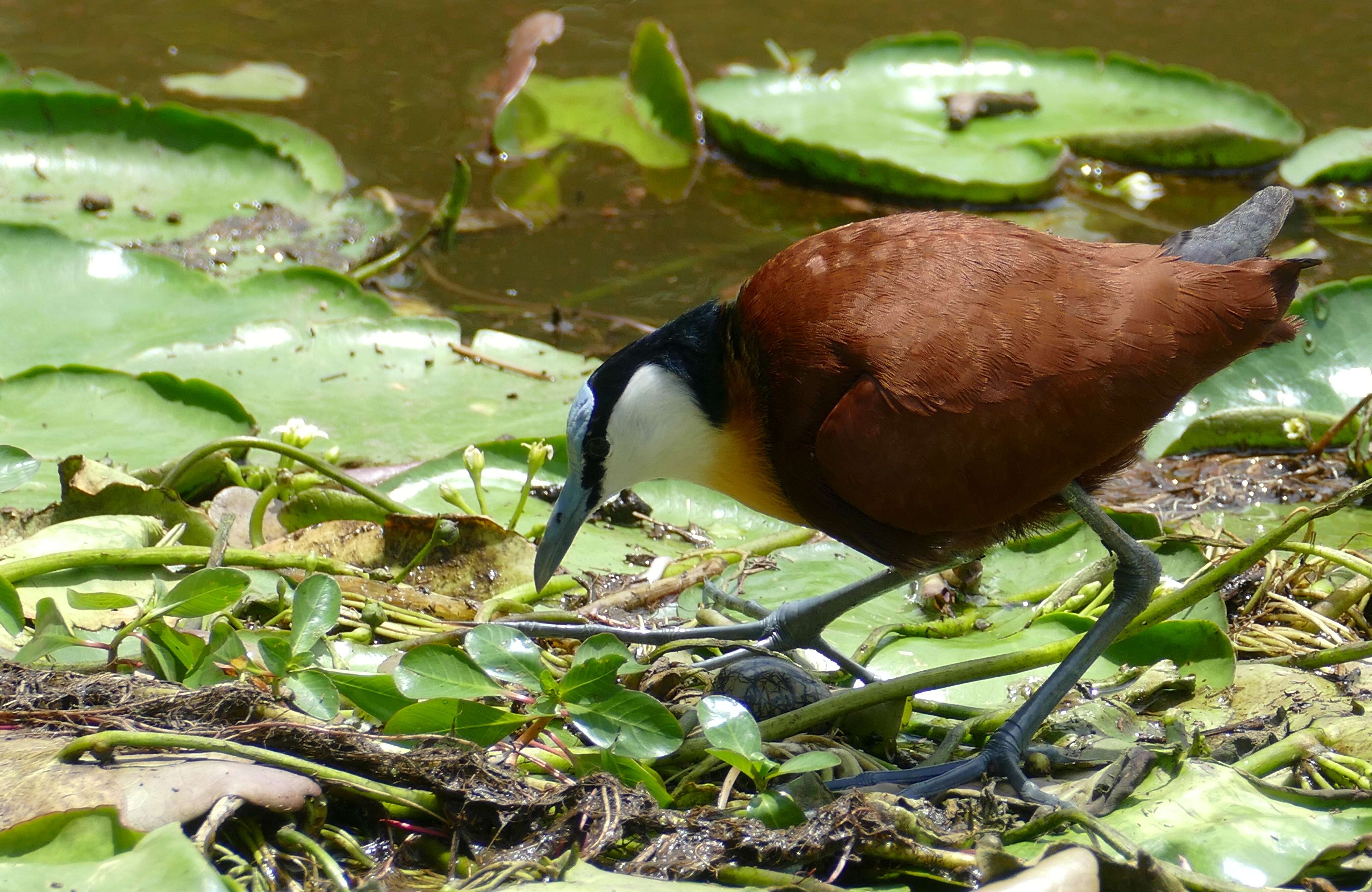 Imagem de Actophilornis Oberholser 1925