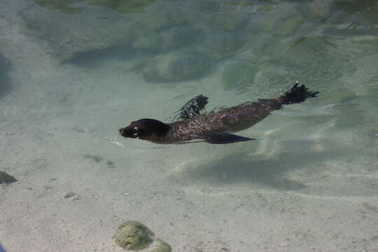 Image of Galapagos Sea Lion