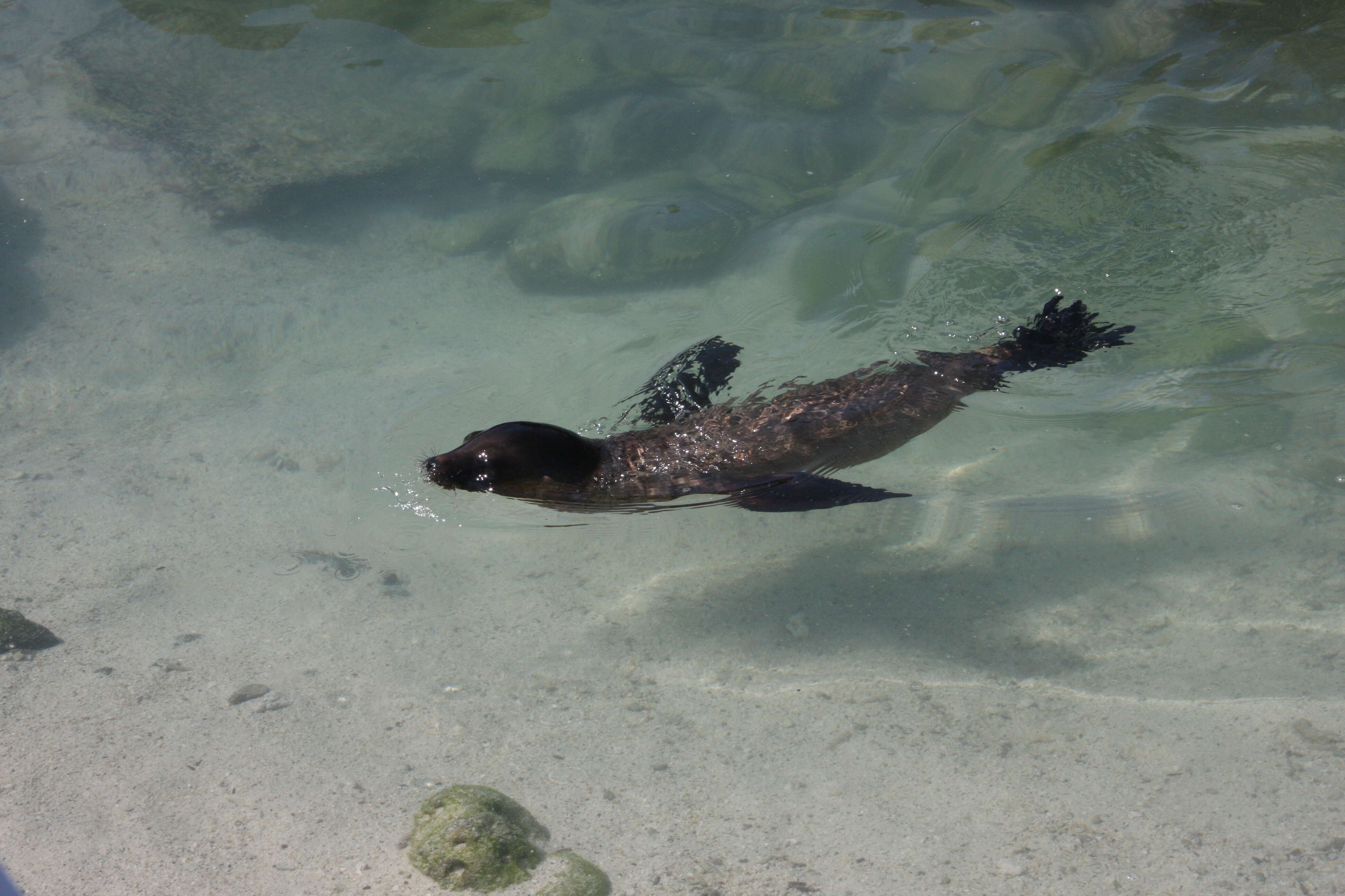 Image of Sea Lion