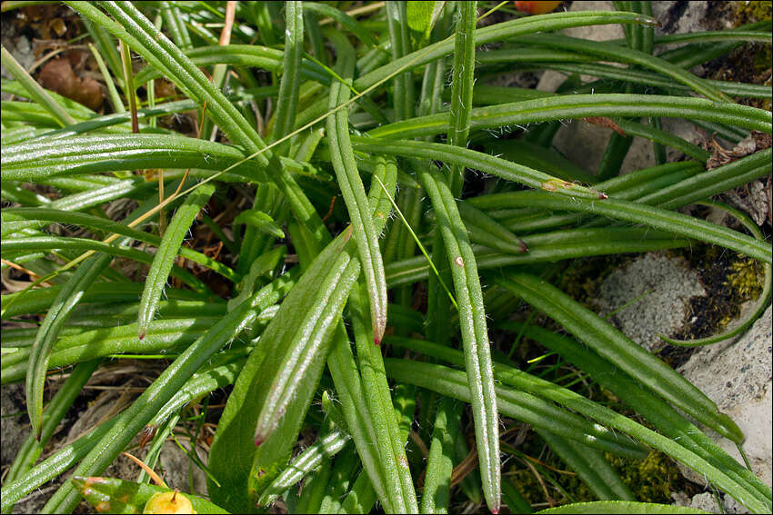 Saussurea pygmaea (Jacq.) Spreng.的圖片