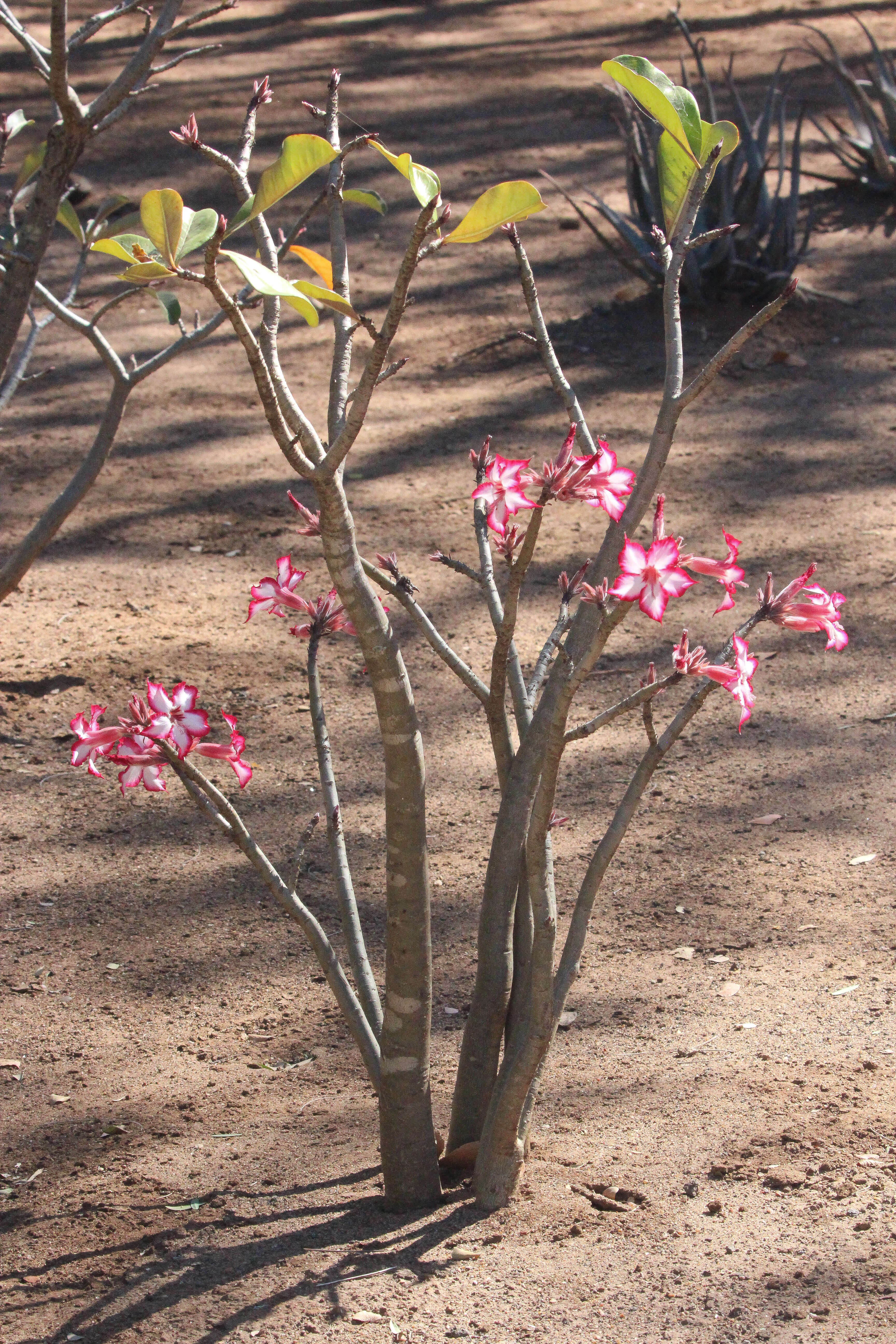 Image de Adenium obesum subsp. multiflorum (Klotzsch) G. D. Rowley