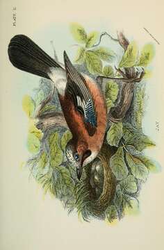 Image of Garrulus Brisson 1760