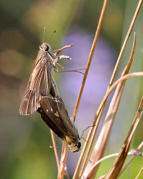 Image of Long-windged Skipper