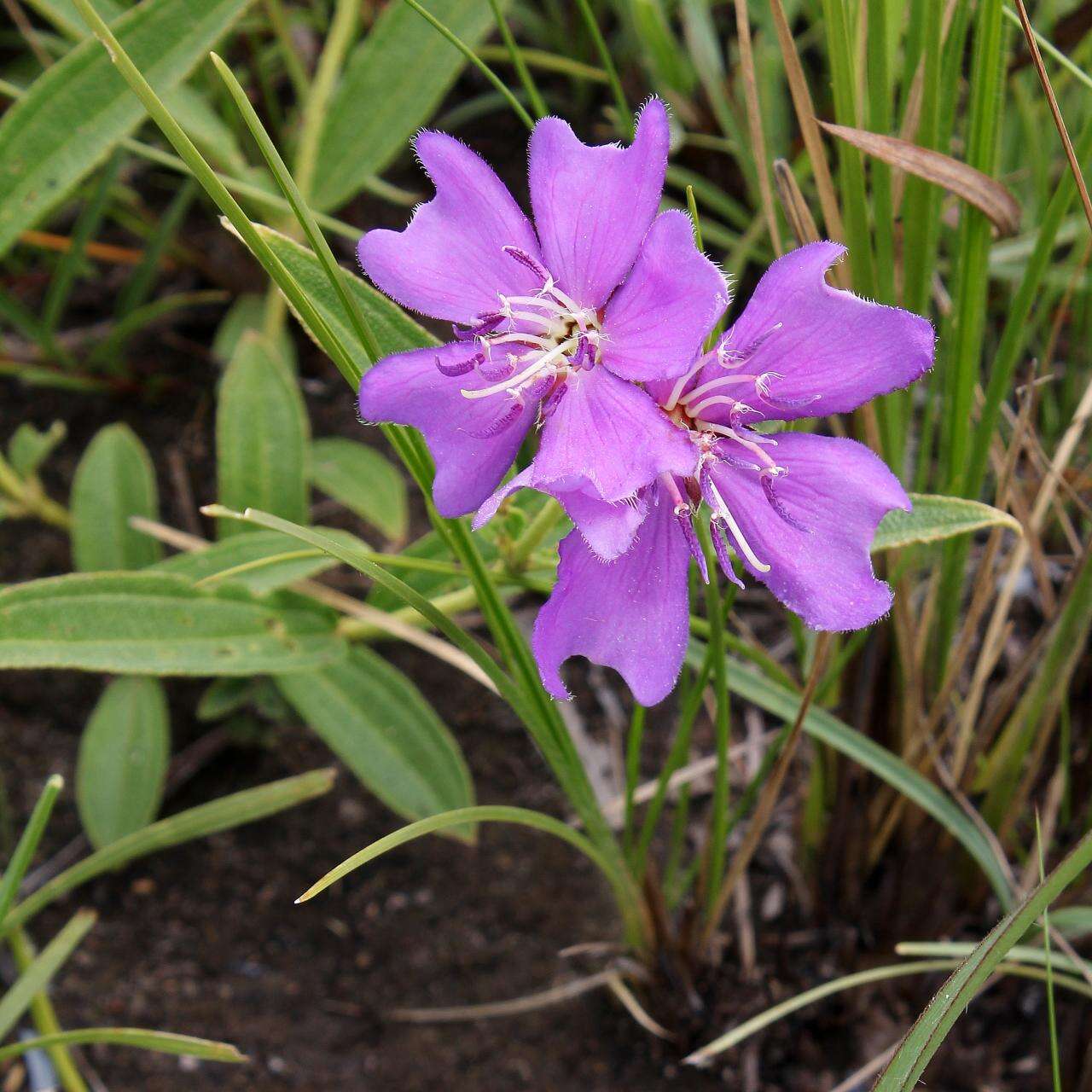 Pleroma aegopogon (Naud.) Triana resmi