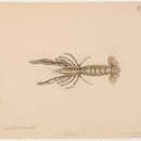 Image of lobster shrimp