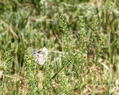 Image of Checkered Whites