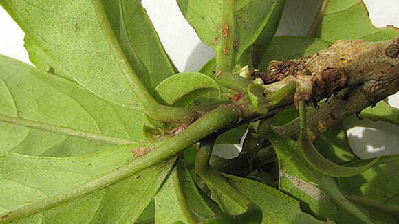 Image of Cybianthus densiflorus Miq.