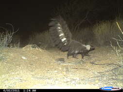 Image of Hooded and Striped Skunks