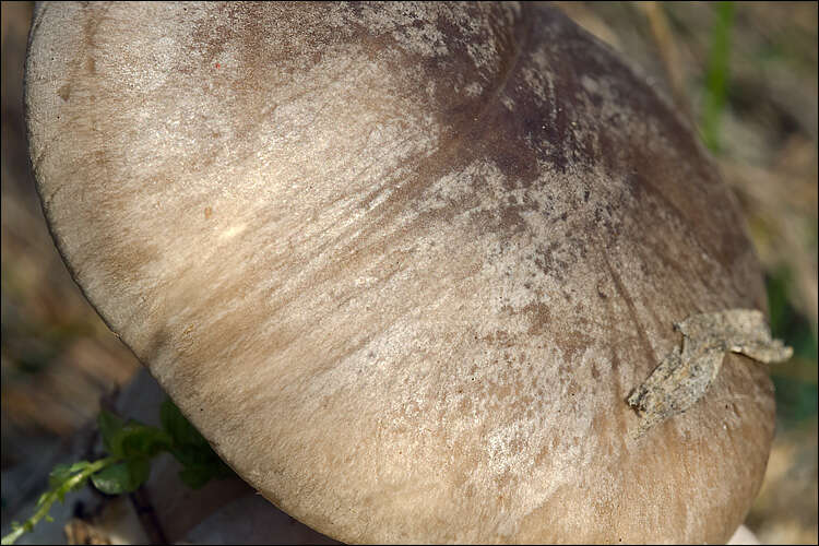 Image of Clitocybe