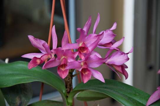 Guarianthe laelioides (Lem.) Van den Berg的圖片