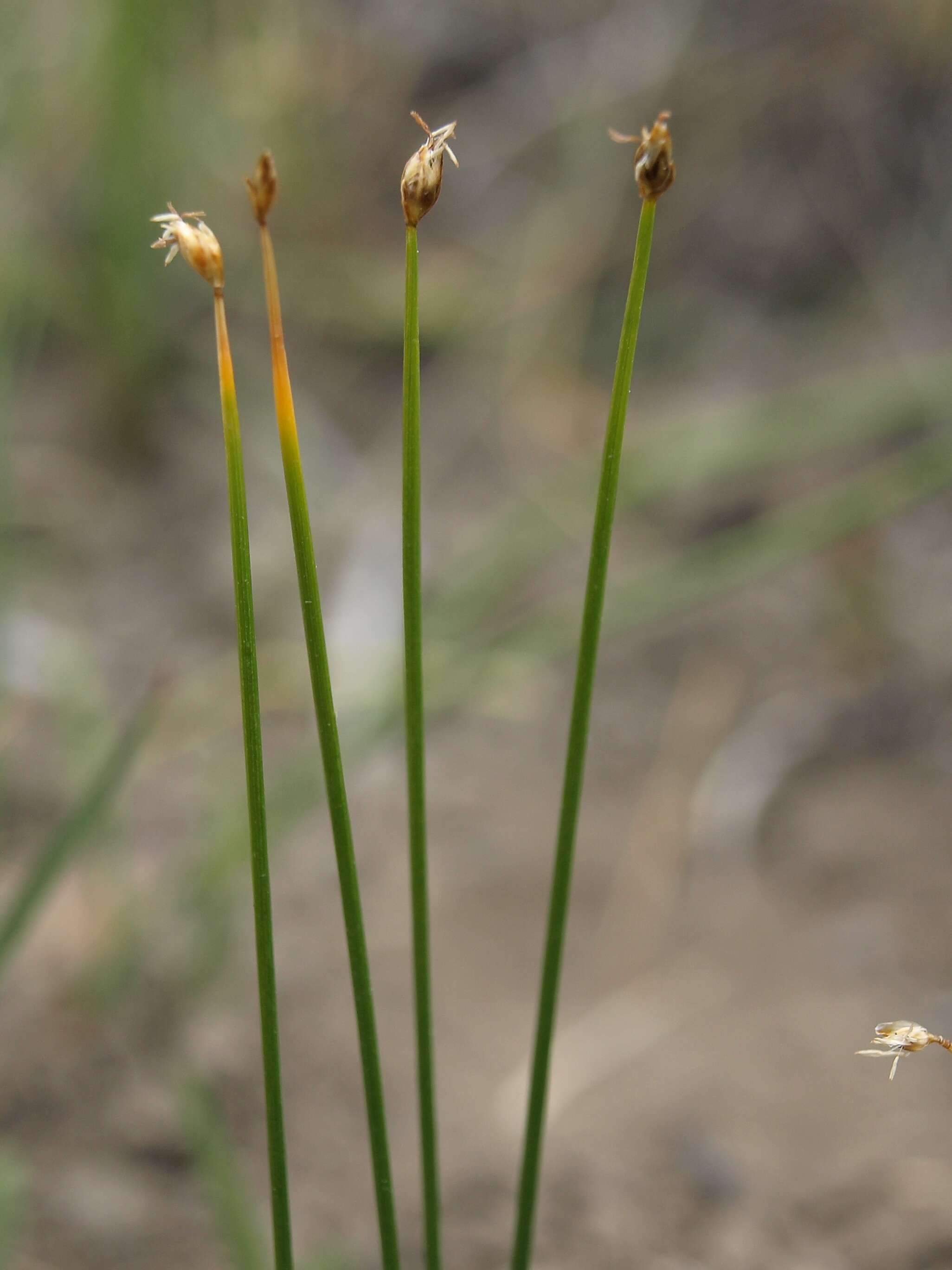 Plancia ëd Trichophorum pumilum (Vahl) Schinz & Thell.