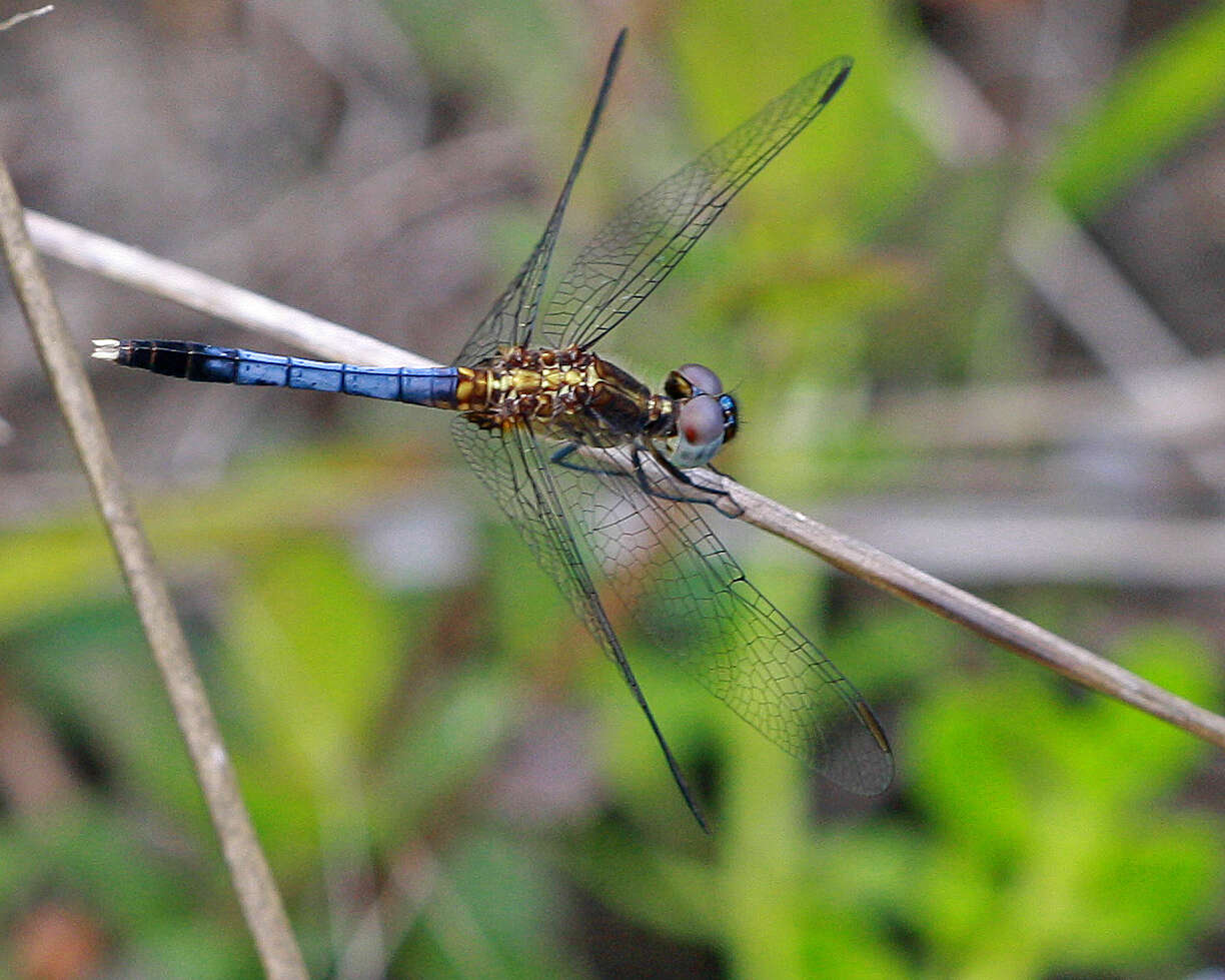 Image of Little Blue Dragonlet