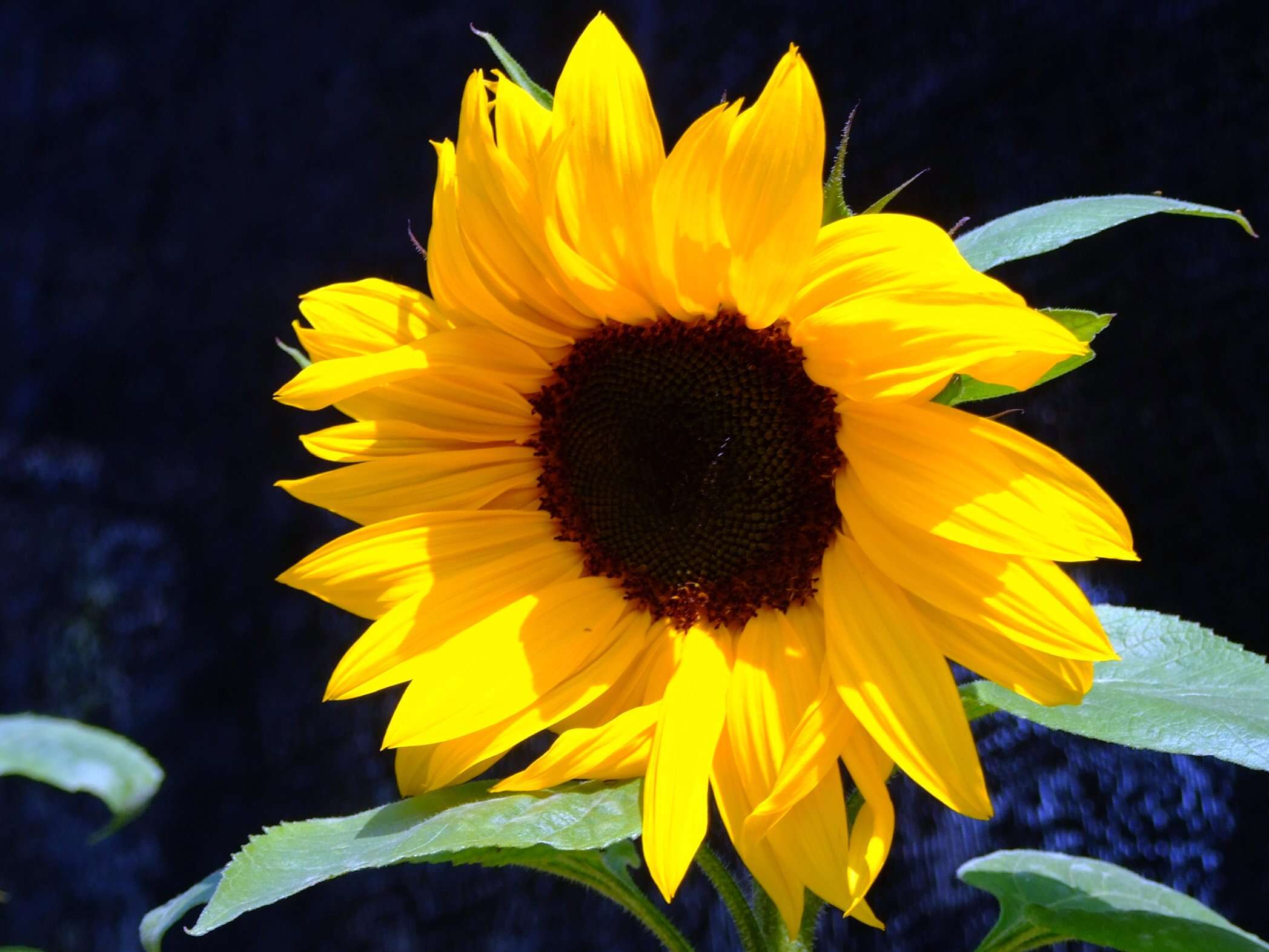 Image of sunflowers