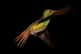 Image of Rufous-tailed Hummingbird