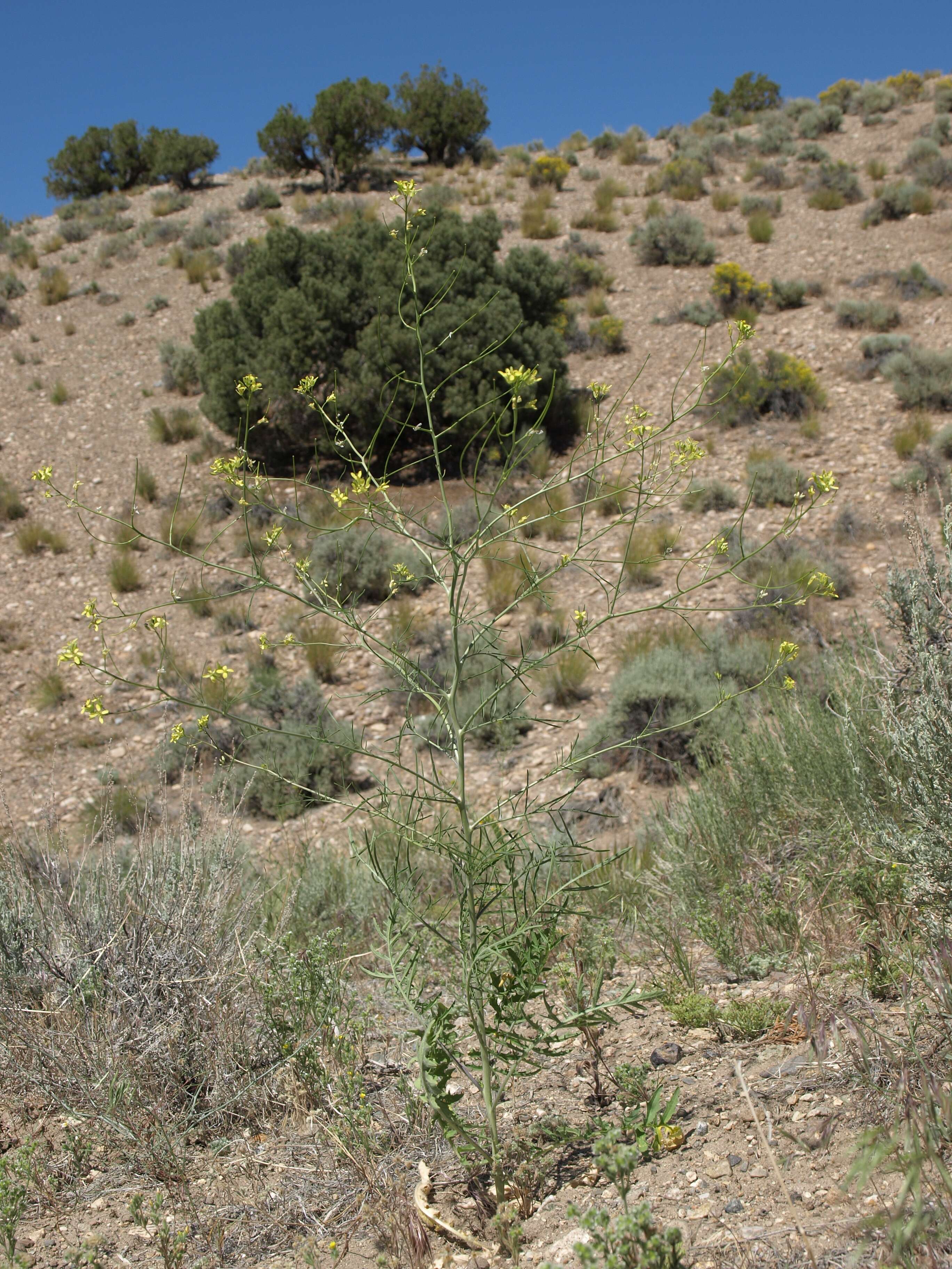 Image of hedgemustard