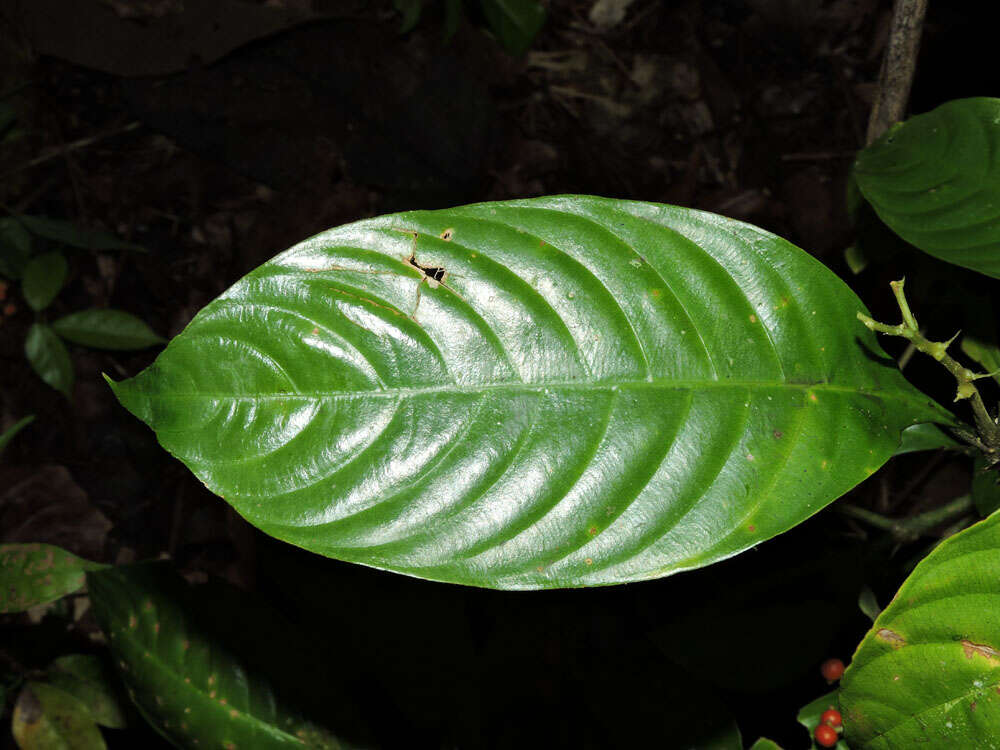 Imagem de Palicourea racemosa (Aubl.) Borhidi