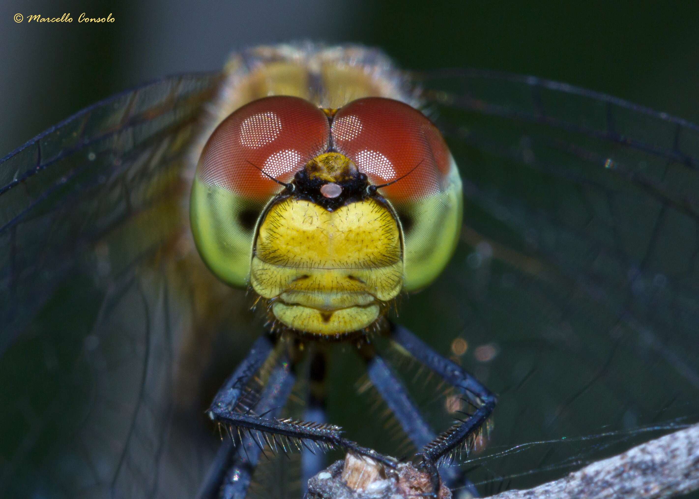 Image of Sympetrum Newman 1833