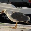 Image of <i>Larus cachinnans michahellis</i>