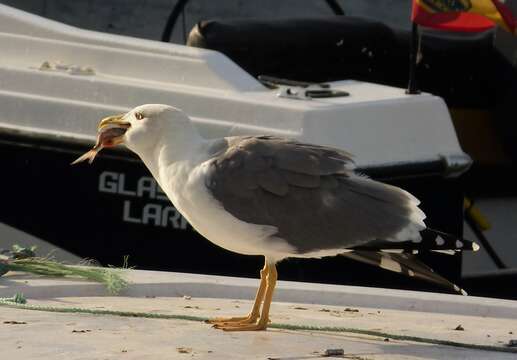 Image of <i>Larus cachinnans michahellis</i>