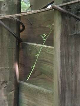 Image of fan clubmoss