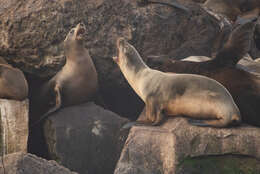 Image of Sea Lion