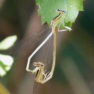 Image of Platycnemis Burmeister 1839