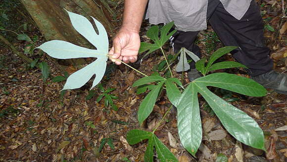 Image de Pourouma guianensis Aubl.