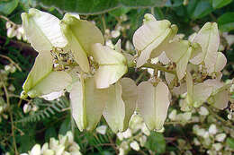 Image of Sapindaceae