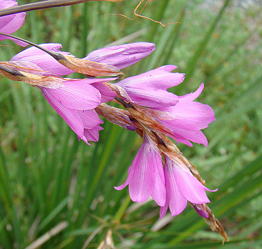 صورة Dierama galpinii N. E. Br.