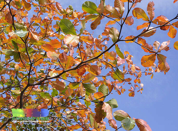 Image of tropical almond