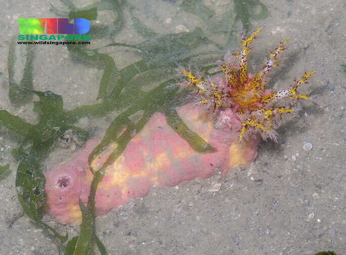 Image of cucumariid sea cucumbers