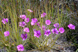 Image of rainbow plant