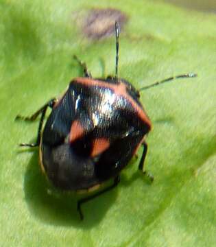 Image of Twice-stabbed Stink Bug