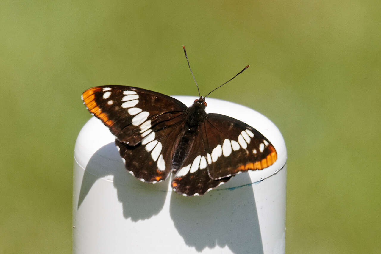 Image of Lorquin's Admiral