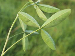 Image of Common Laburnum