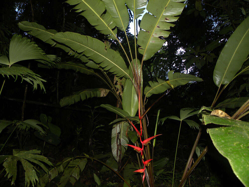 Image of Heliconia trichocarpa G. S. Daniels & F. G. Stiles