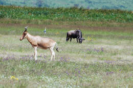 Image of Hartebeest