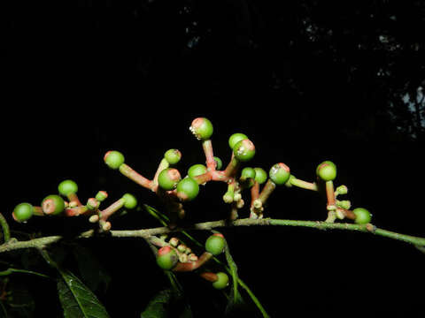 Image of Sorocea affinis Hemsl.