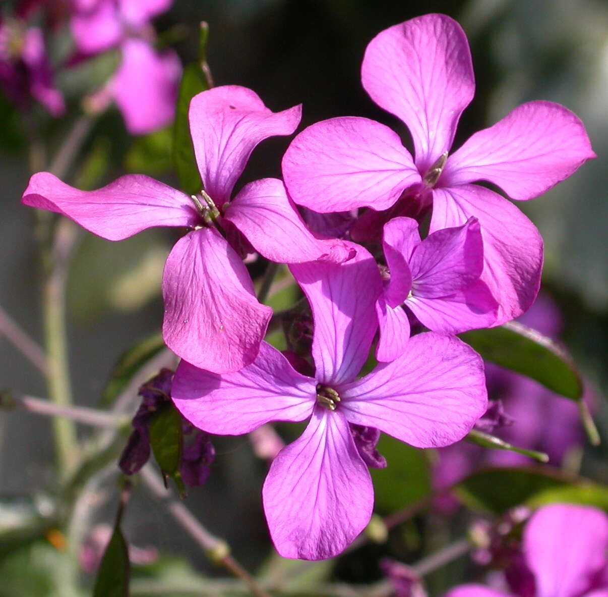 Image of lunaria