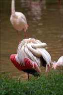 Imagem de Phoenicopterus Linnaeus 1758