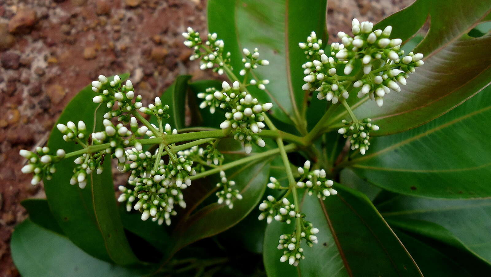 Miconia cinnamomifolia (DC.) Naud.的圖片