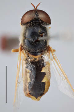 Image of Stratiomys ruficornis (Macquart 1838)