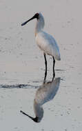 Image of Royal Spoonbill