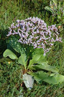 Image of Mediterranean sea lavender